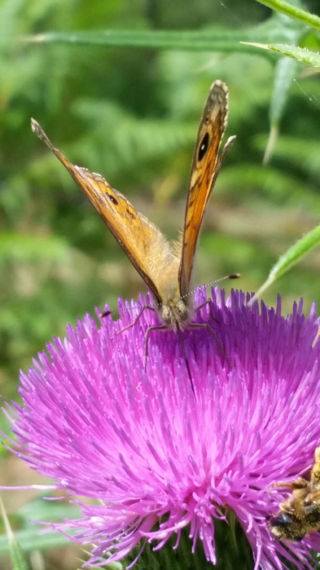 Che farfalla  4? Lasiommata megera - Nymphalidae
